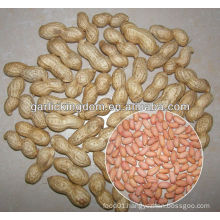 Red skin peanut kerels